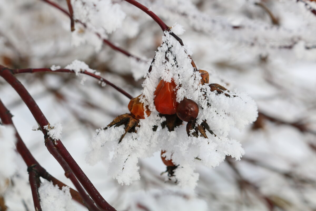 Зимние серёжки - Ольга 