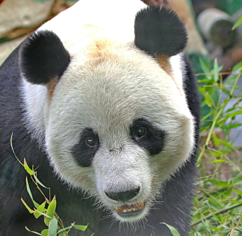 ...за стеклом ... - Andrey Bragin ...за стеклом ... - Andrey Bragin