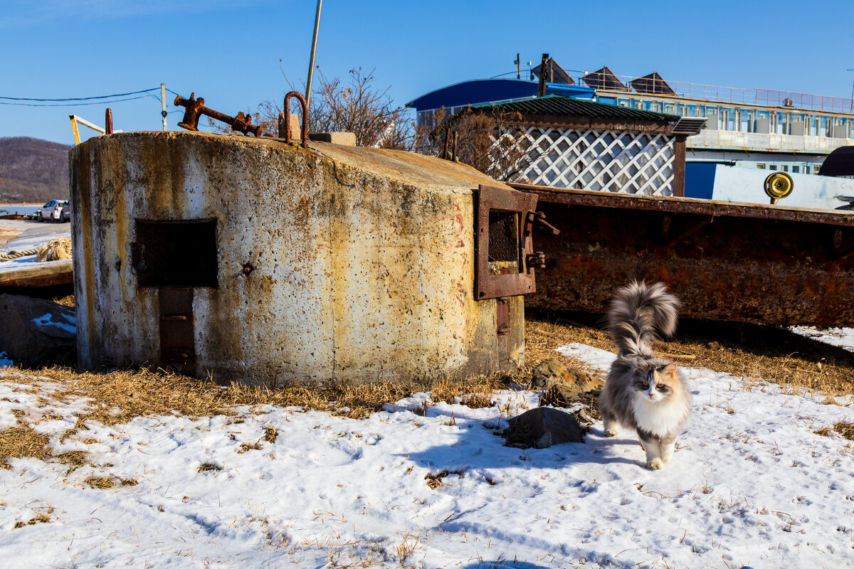Кошачья стража. - Шурф Сьлядек 