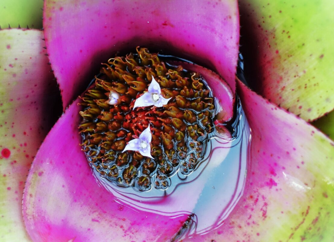 Словно бабочки вылупились небольшие цветочки - Aida10 Словно бабочки вылупились небольшие цветочки - Aida10