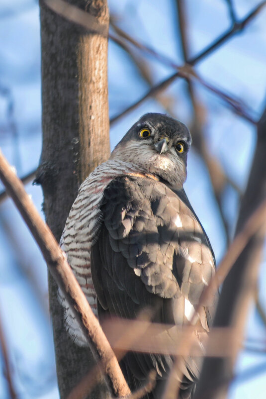 Да не косой я, а ястреб. - Татьяна Бравая Да не косой я, а ястреб. - Татьяна Бравая