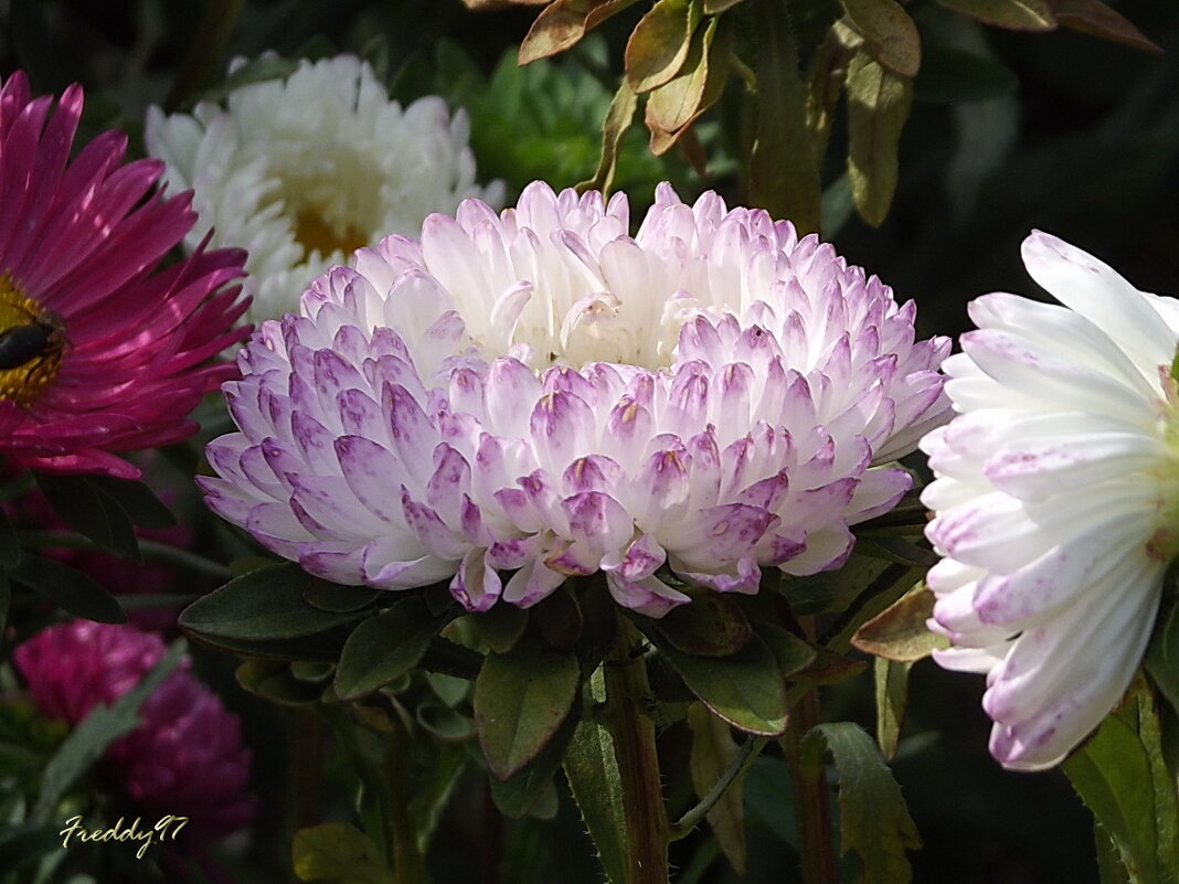 Астра - Freddy 97 Астра - Freddy 97