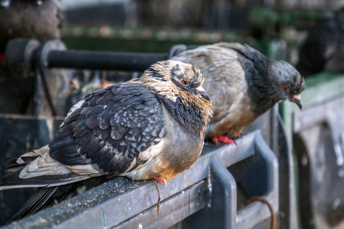 Голубь — помойная птица. - Анатолий. Chesnavik.