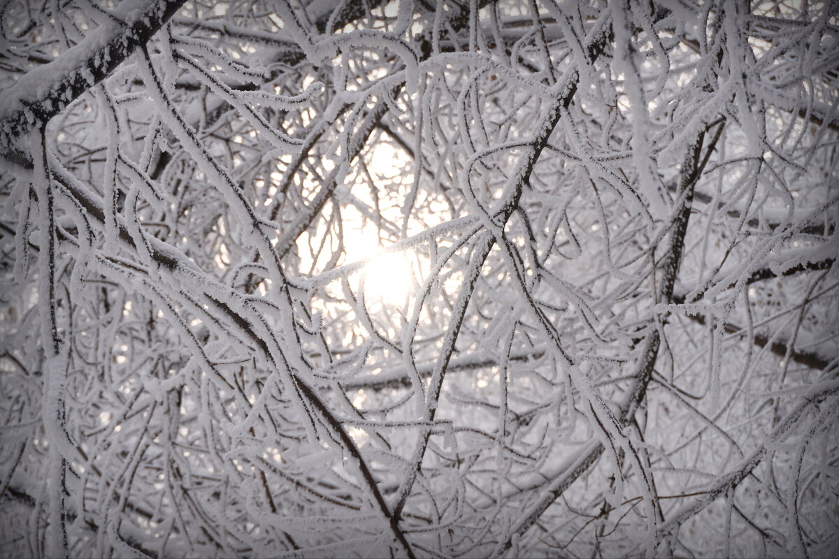 Морозные дебри - Павел Трунцев