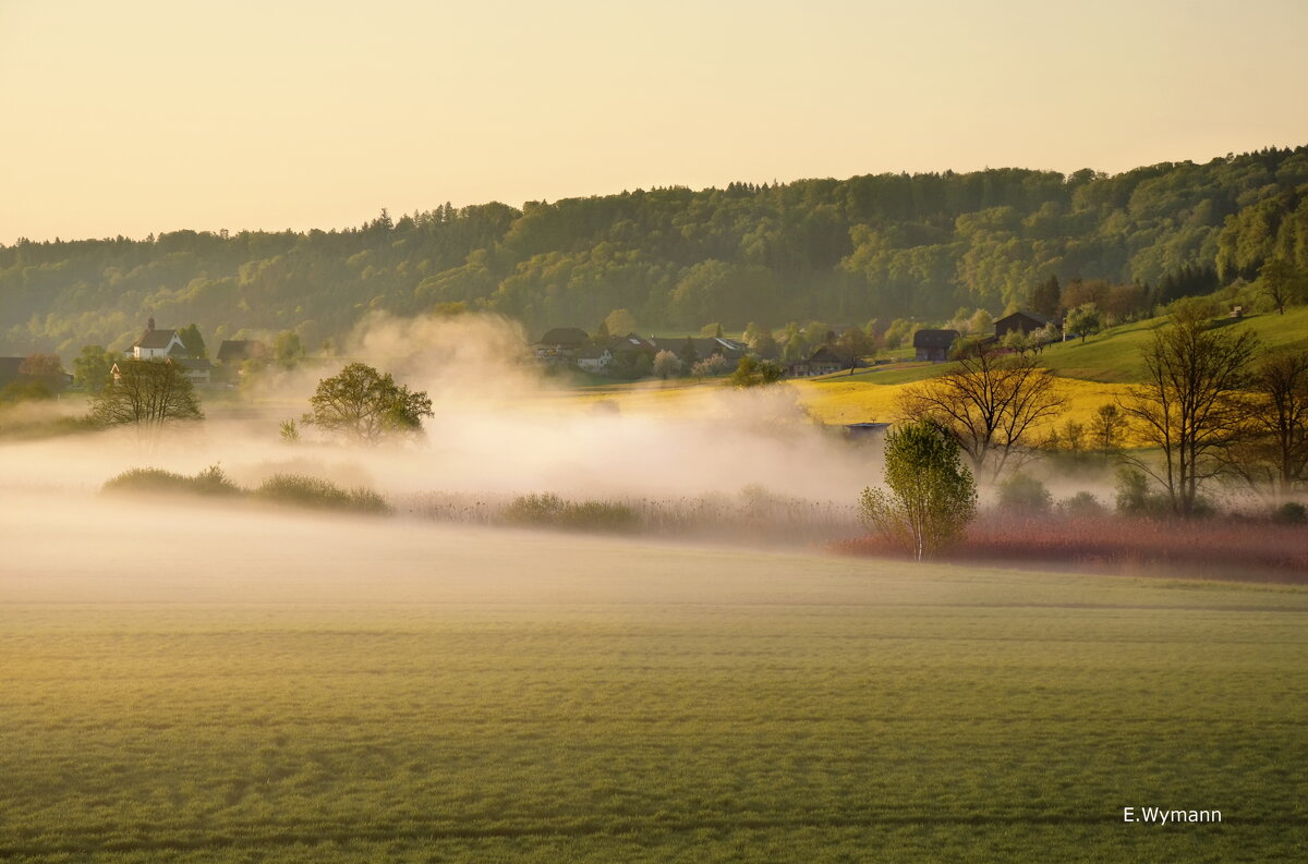 misty morning - Elena Wymann