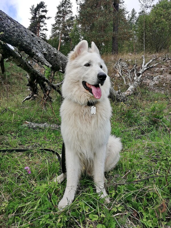 АРНИ ТОЖЕ ЛЮБИТ КАРЕЛИЮ. Сегодня день братьев наших меньших. - Виталий Половинко