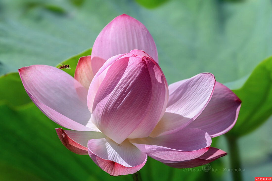 Лотос села Быковка - Игорь Сарапулов Лотос села Быковка - Игорь Сарапулов