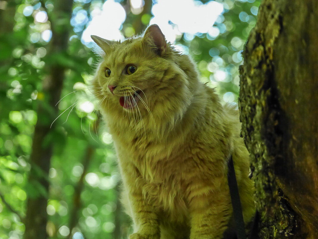 Мишель - Наталья Rosenwasser