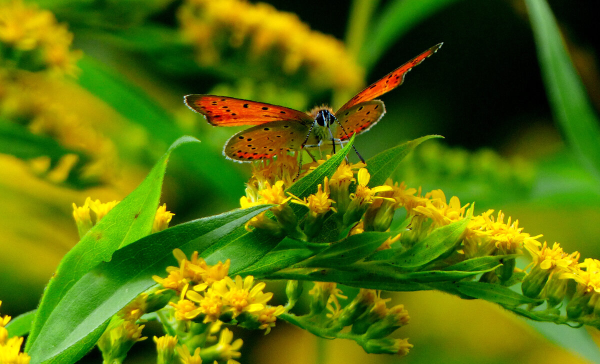 опять про бабочек...346 - Александр Прокудин