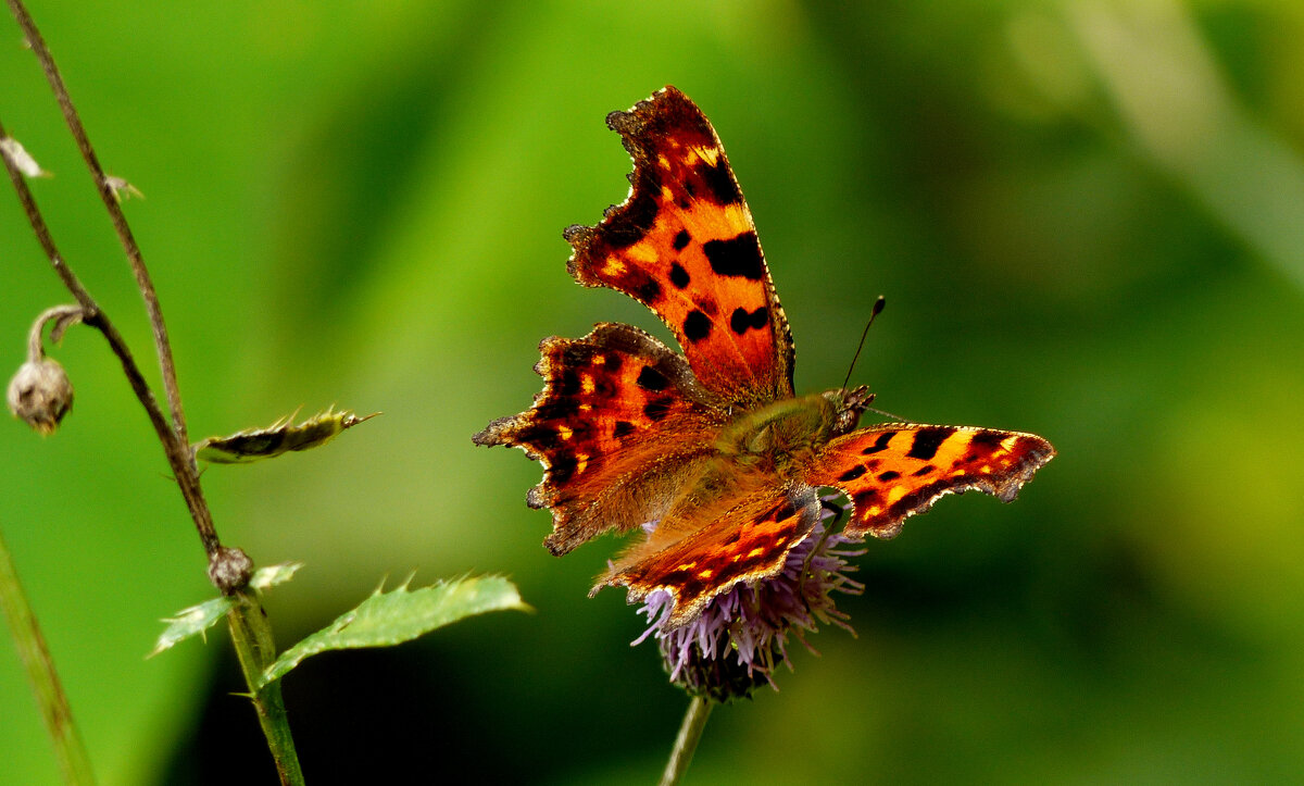 опять про бабочек...350 - Александр Прокудин