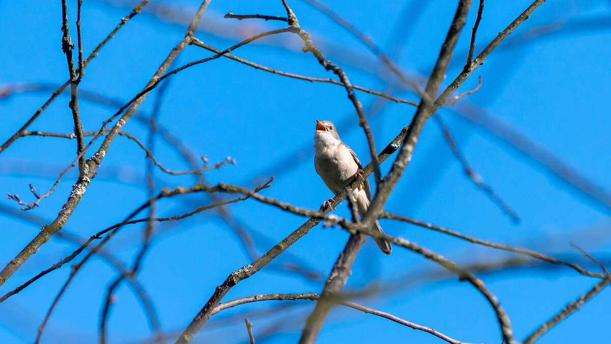 Весенняя песня - Владимир Лазарев Весенняя песня - Владимир Лазарев