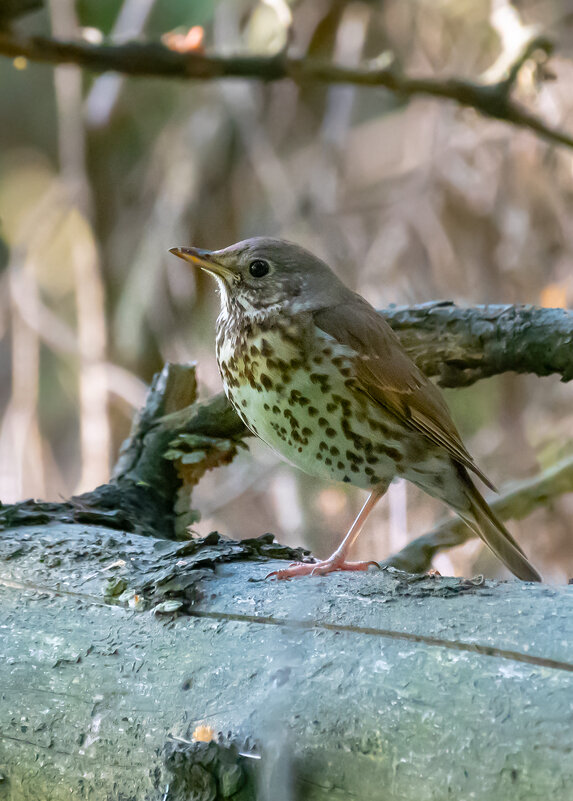 Юный дрозд-рябинник - Владимир Лазарев