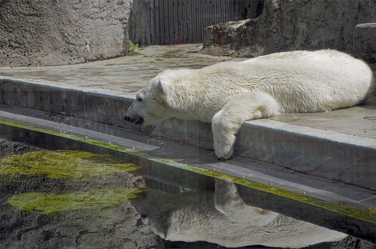 Будапешт Венгрия Зоопарк* Белый  медведь - ujgcvbif 