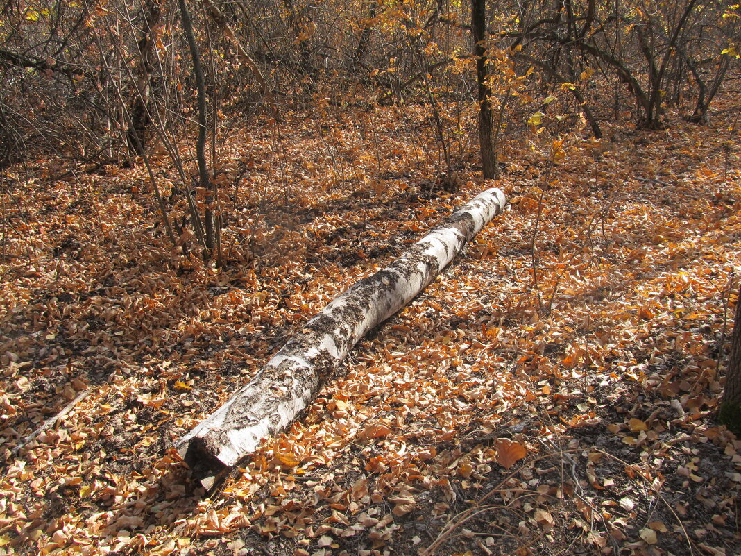 за городом - Елена Шаламова