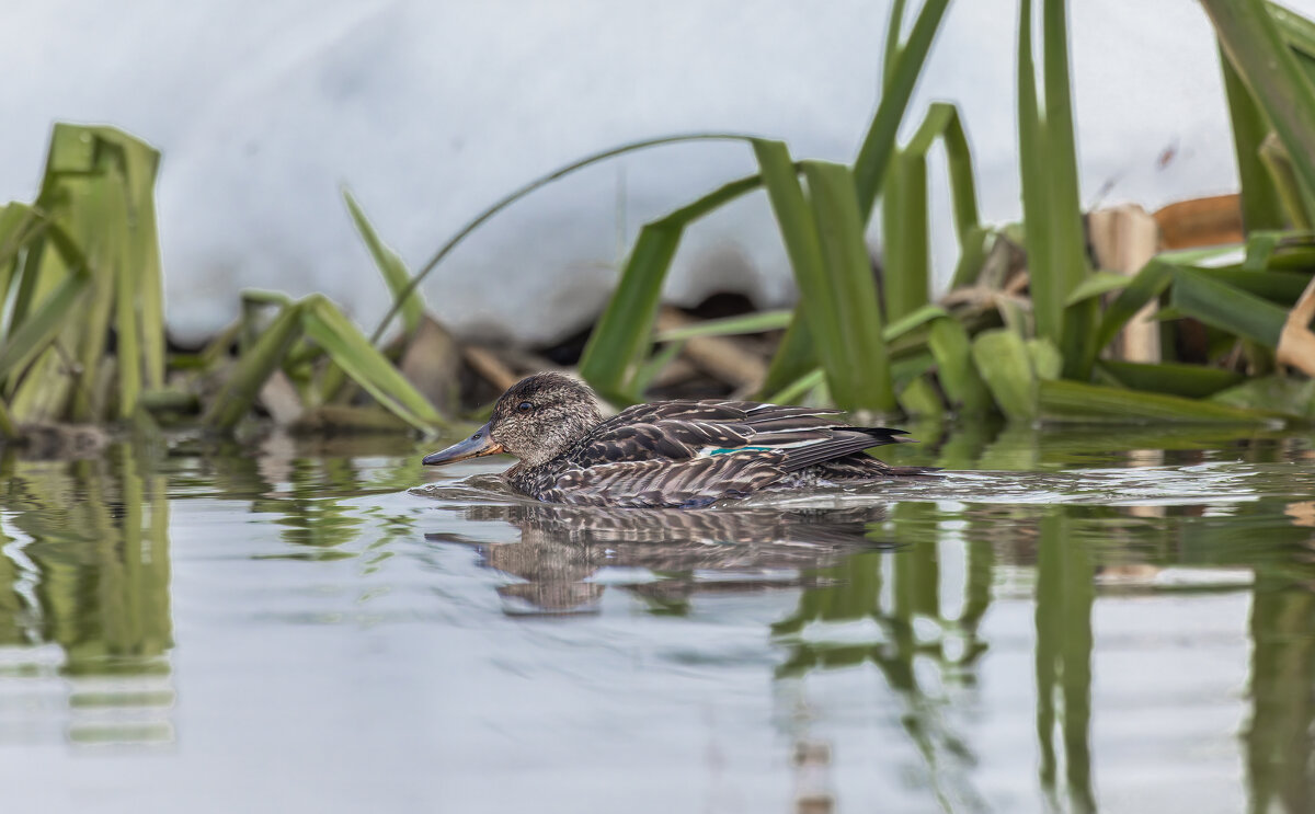 чирок свистунок самка - юрий макаров чирок свистунок самка - юрий макаров
