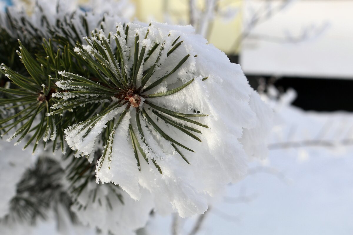 Необычная шубка - Ольга Необычная шубка - Ольга