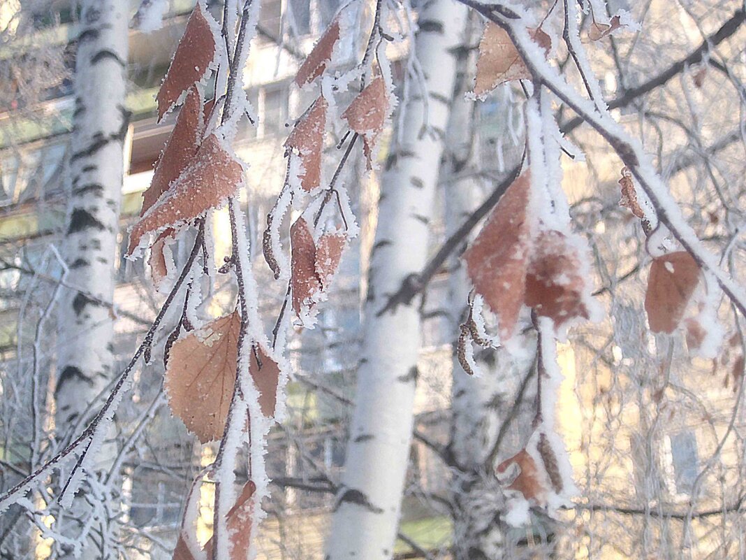 Морозеым днем - Елена Семигина Морозеым днем - Елена Семигина