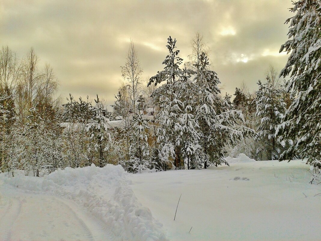 строение деревья в снегу - Владимир строение деревья в снегу - Владимир