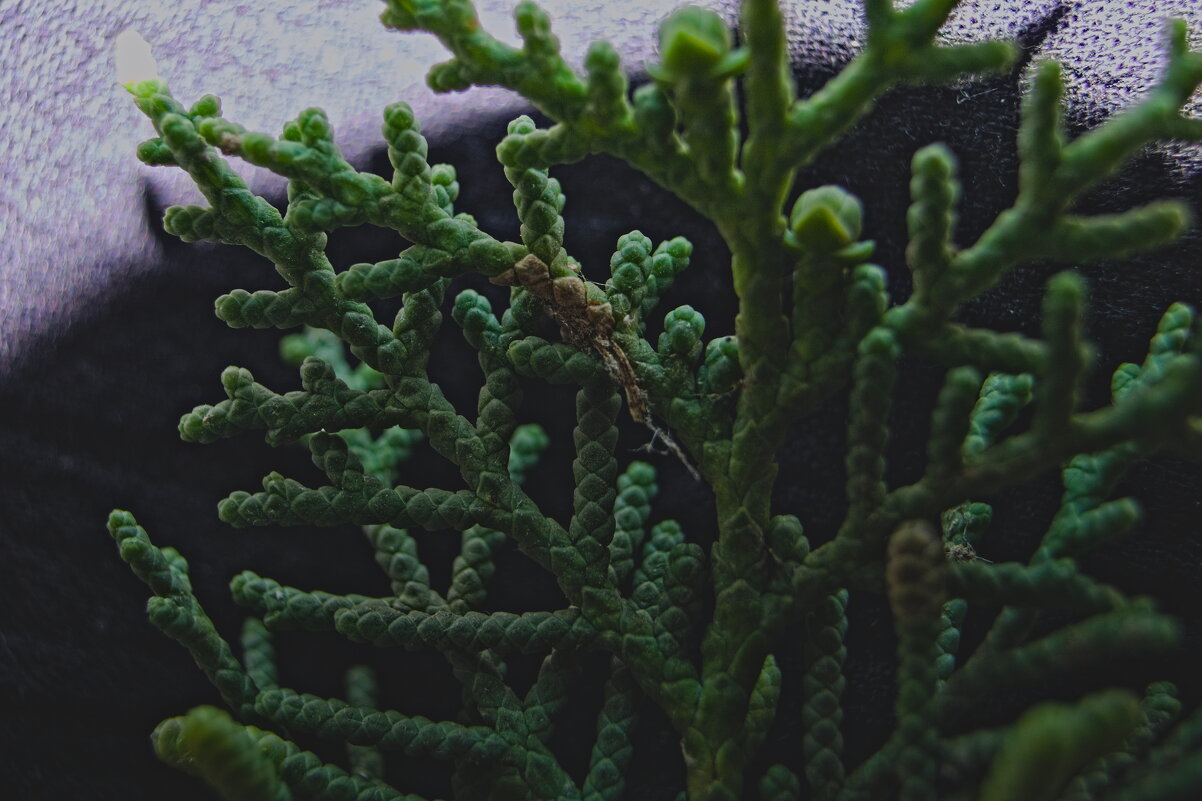 веточка туи - Giant Tao /