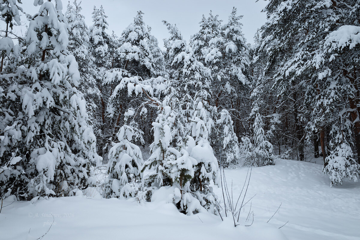 Зимний лес в снегу - Александр Синдерёв