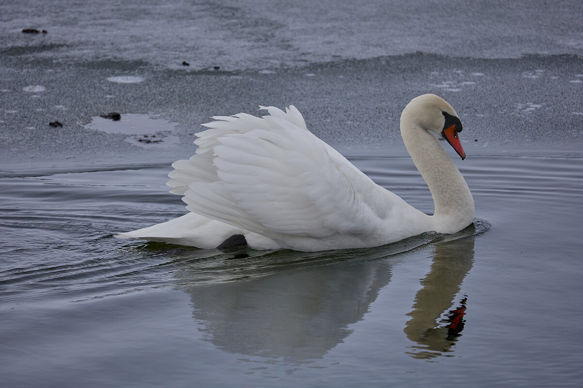 Лебедь-шипун - Александр Посошенко Лебедь-шипун - Александр Посошенко