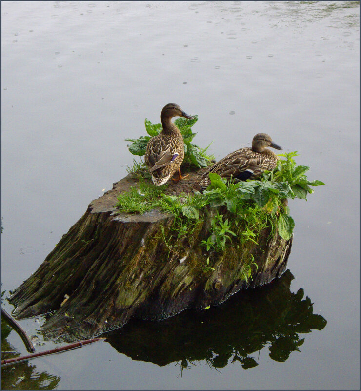 *** - Александр. AVG100 --- *** - Александр. AVG100 ---
