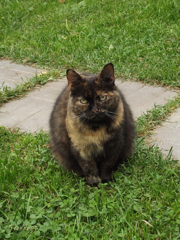 Фрося - Freddy 97