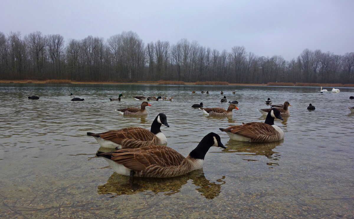 Kанадские казарки!... - Галина Kанадские казарки!... - Галина