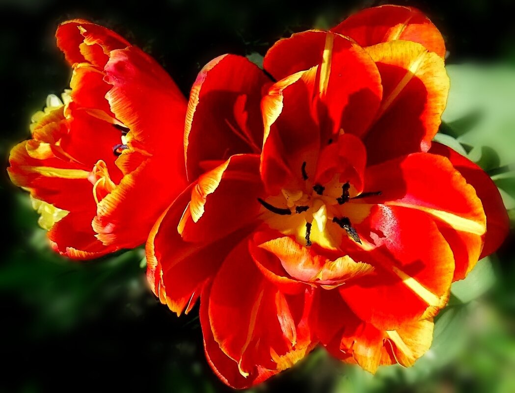 Весеннее настроение - Елена Сухорученкова