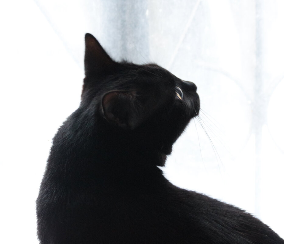 Кошачья жизнь - Михаил К Кошачья жизнь - Михаил К