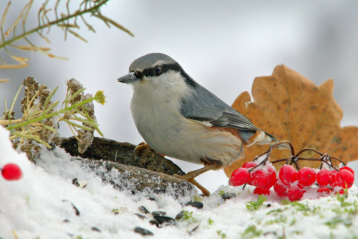 ... - Вячеслав Минаев ... - Вячеслав Минаев