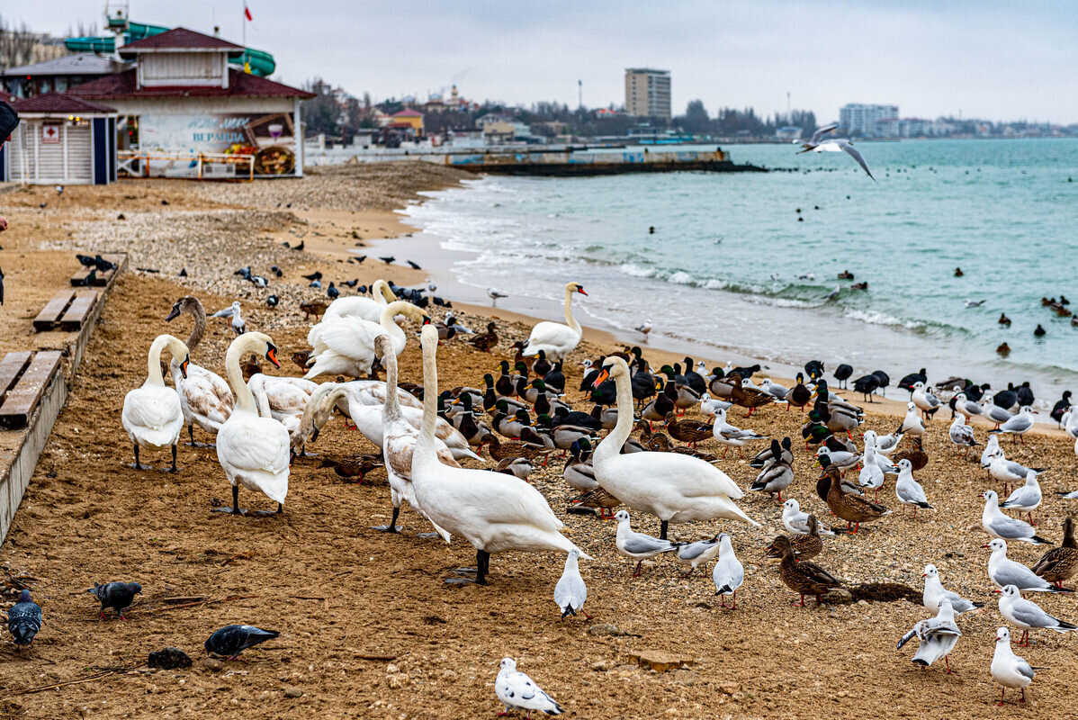 пляжная линия - Дмитрий Лупандин пляжная линия - Дмитрий Лупандин