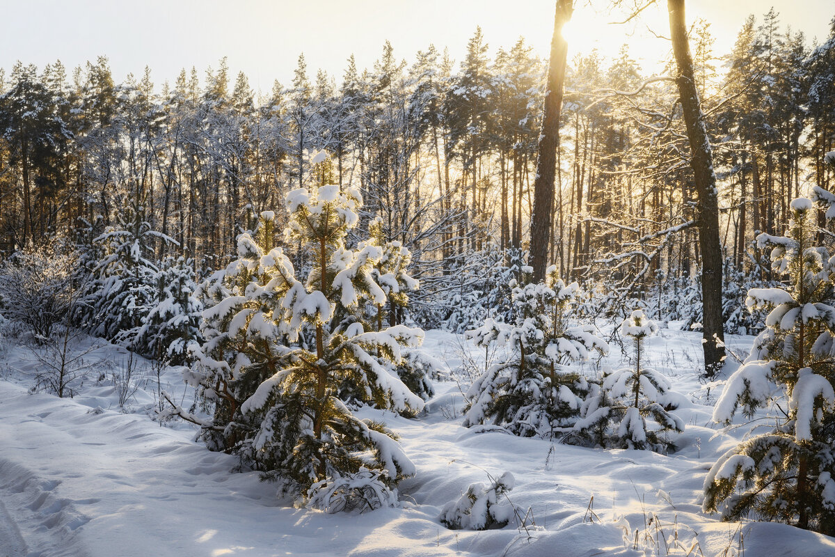 ...мороз снежком укутывал - Валерий VRN ...мороз снежком укутывал - Валерий VRN