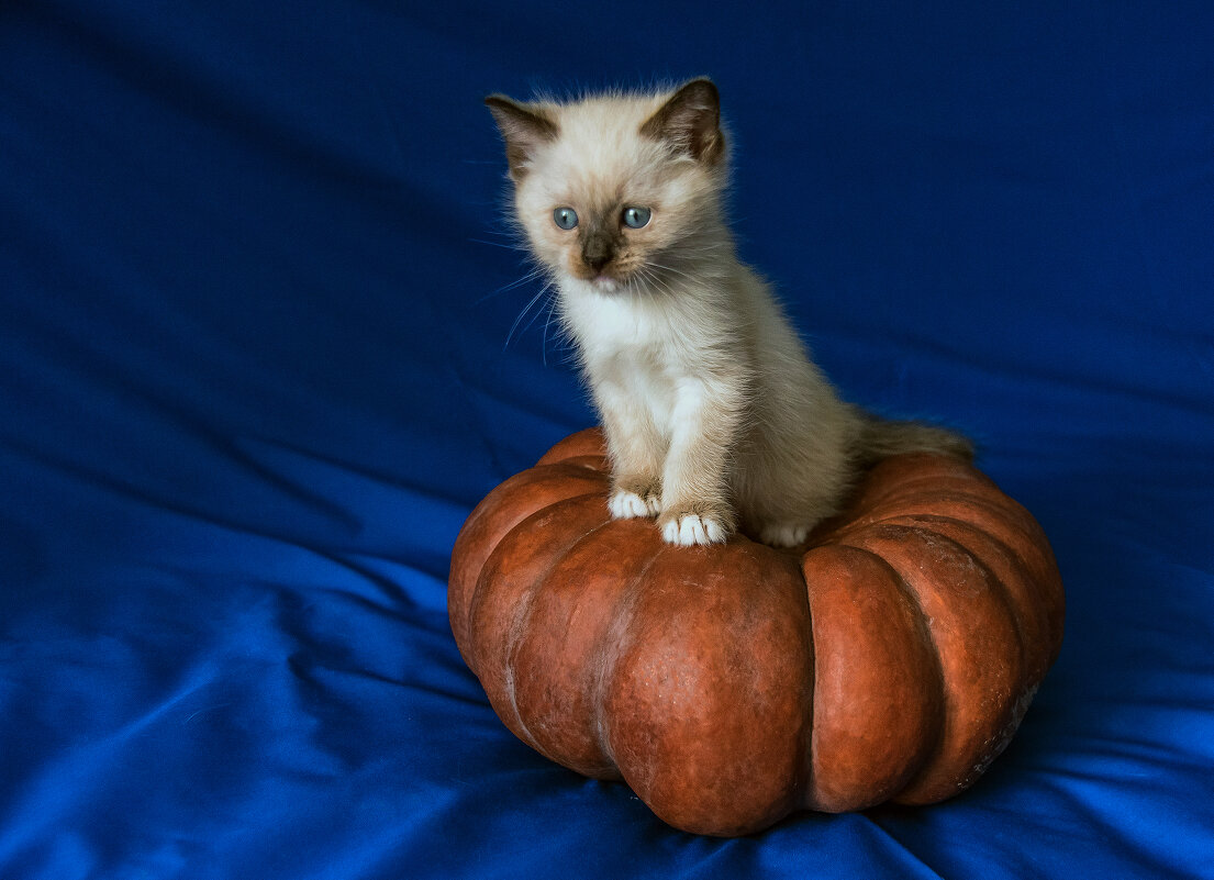 Котейка Лика - Виктор Садырин Котейка Лика - Виктор Садырин