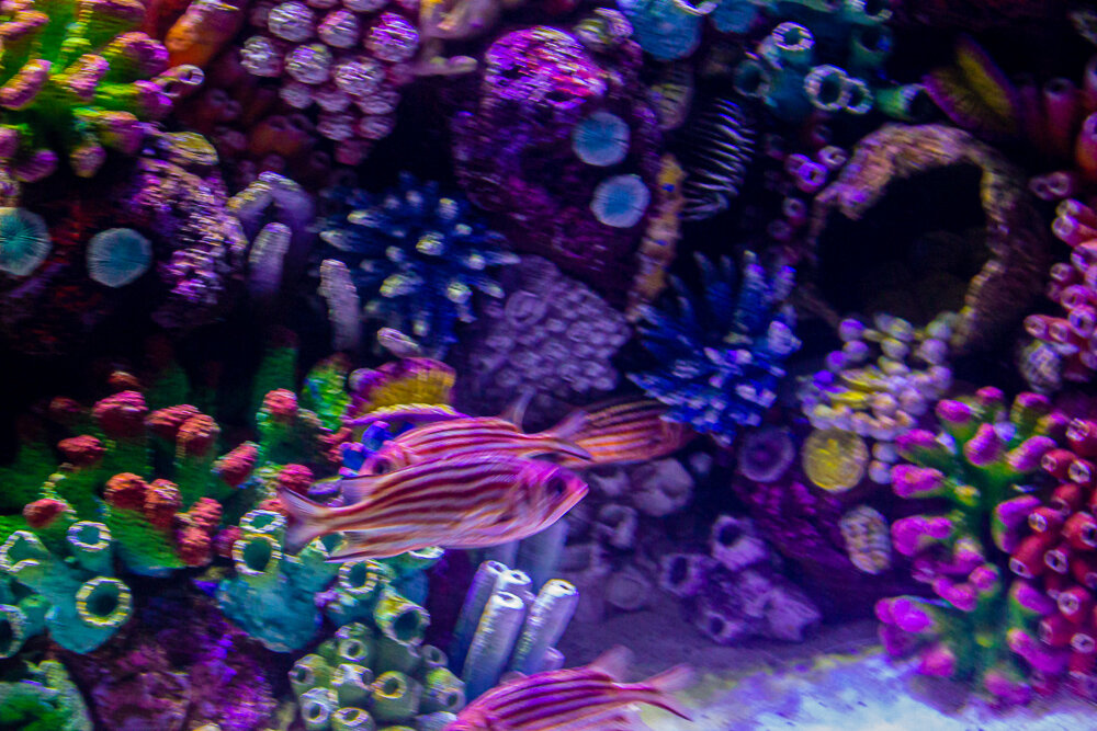 Анталия Аквариум - Светлана SvetNika17 Анталия Аквариум - Светлана SvetNika17