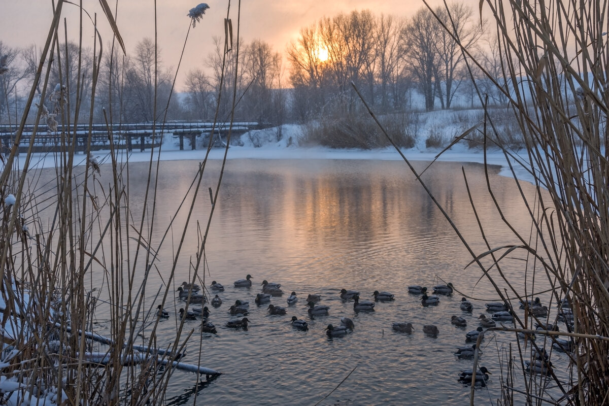 Утиное озеро - Наталья Димова Утиное озеро - Наталья Димова