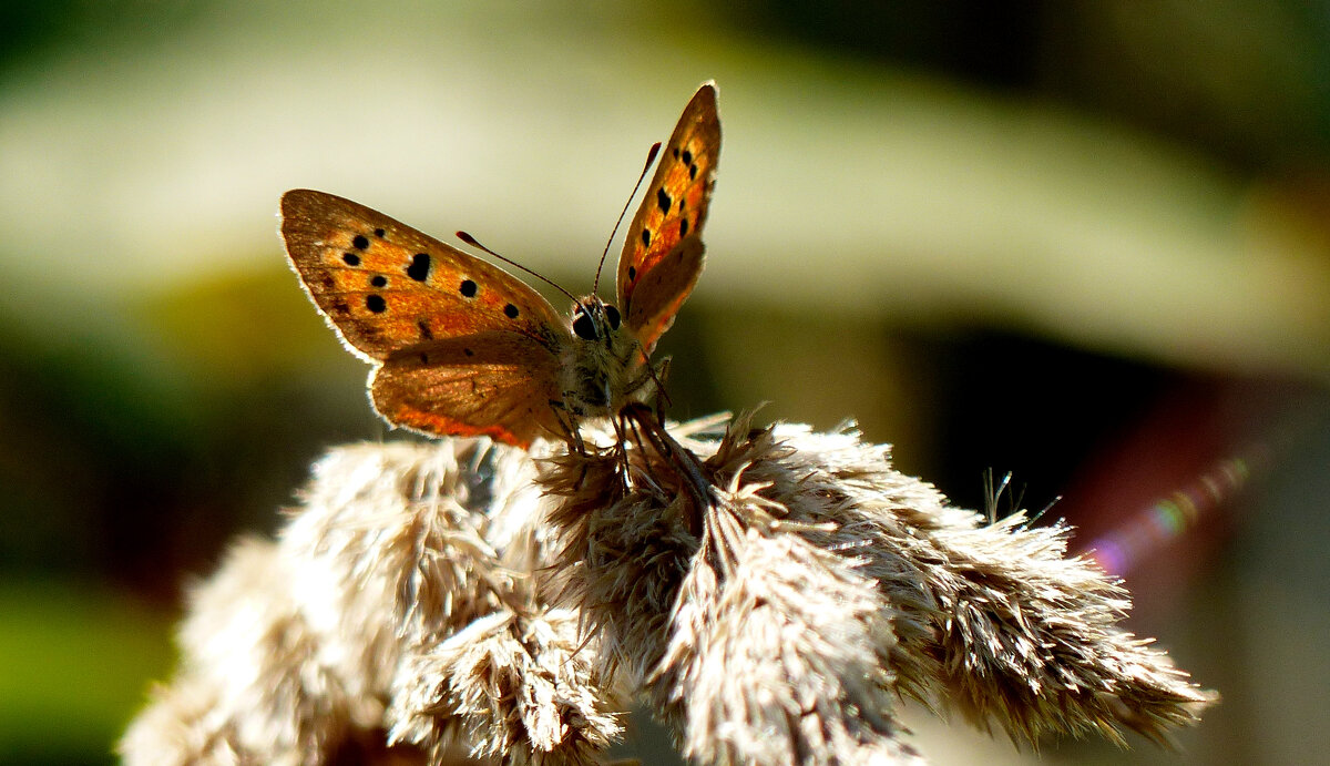 опять про бабочек...354 - Александр Прокудин