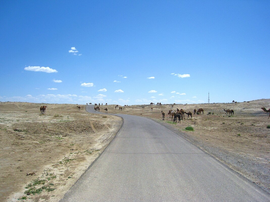 Дорога дальняя, туркменская. - unix (Илья Утропов)