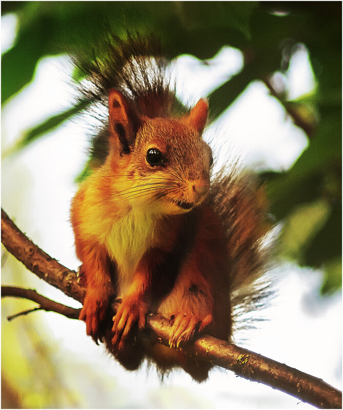 Бельчонок - Валентин Котляров