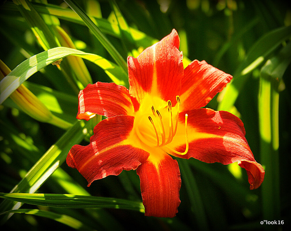 они на радость нам даны - Олег Лукьянов