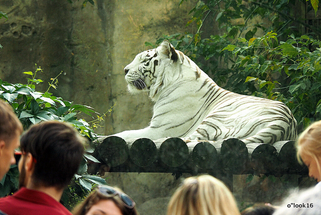 редкие киски в городе - Олег Лукьянов редкие киски в городе - Олег Лукьянов