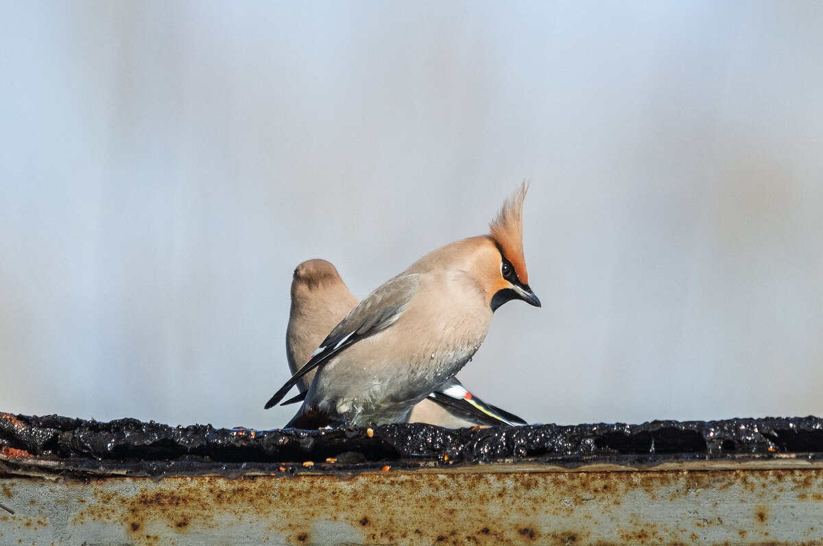 Свиристель - Виктор Иванович Чернюк