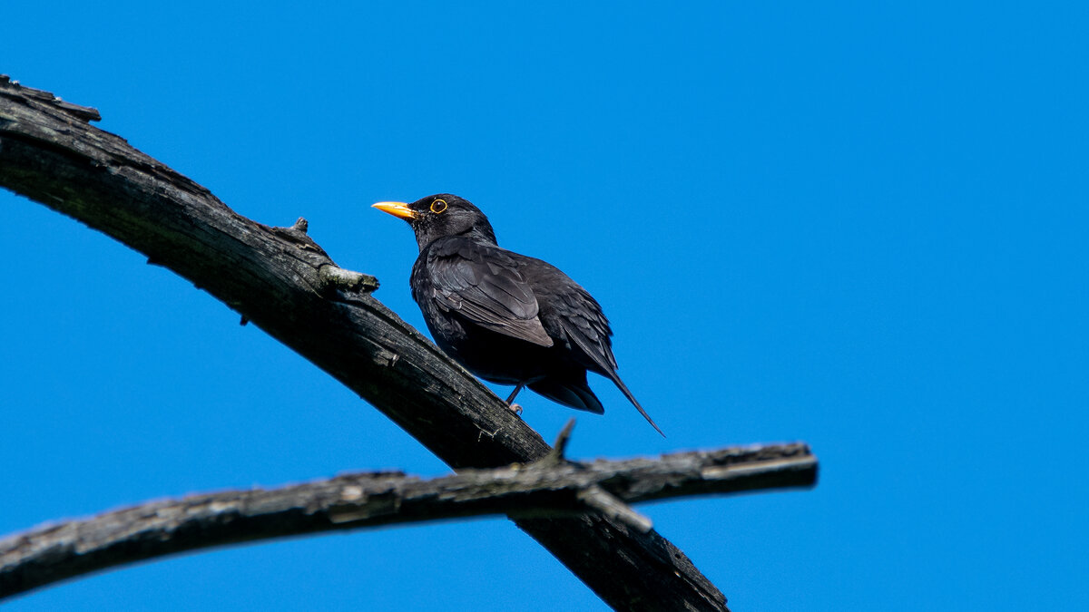 Черный дрозд - Владимир Лазарев