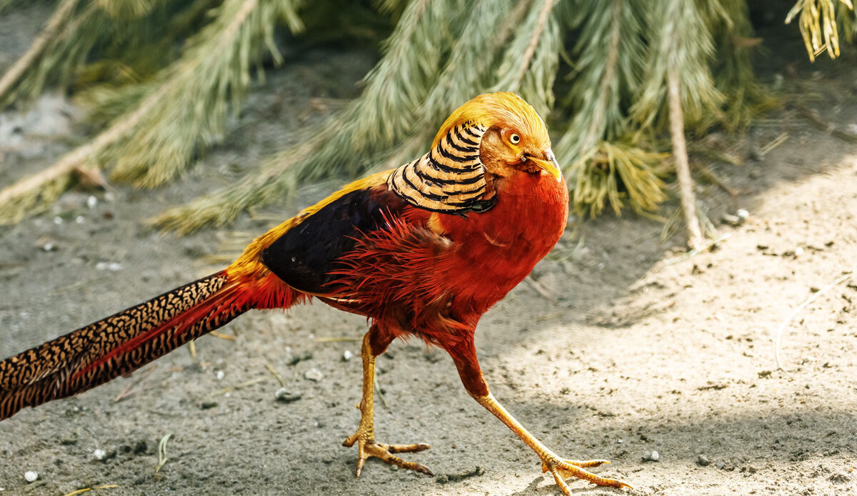 Фазан золотой - SanSan 