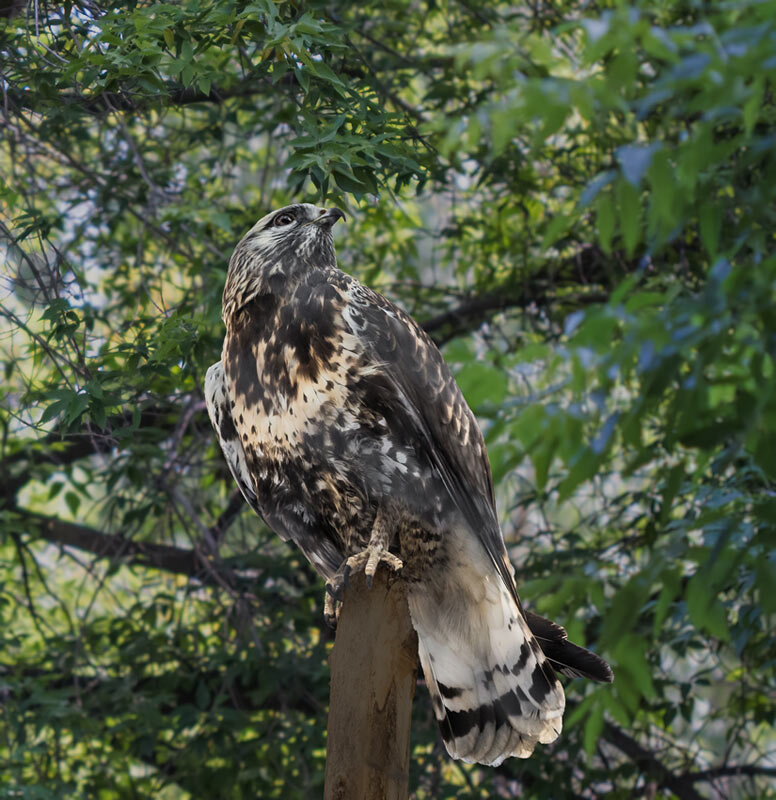 Ястреб - SanSan 