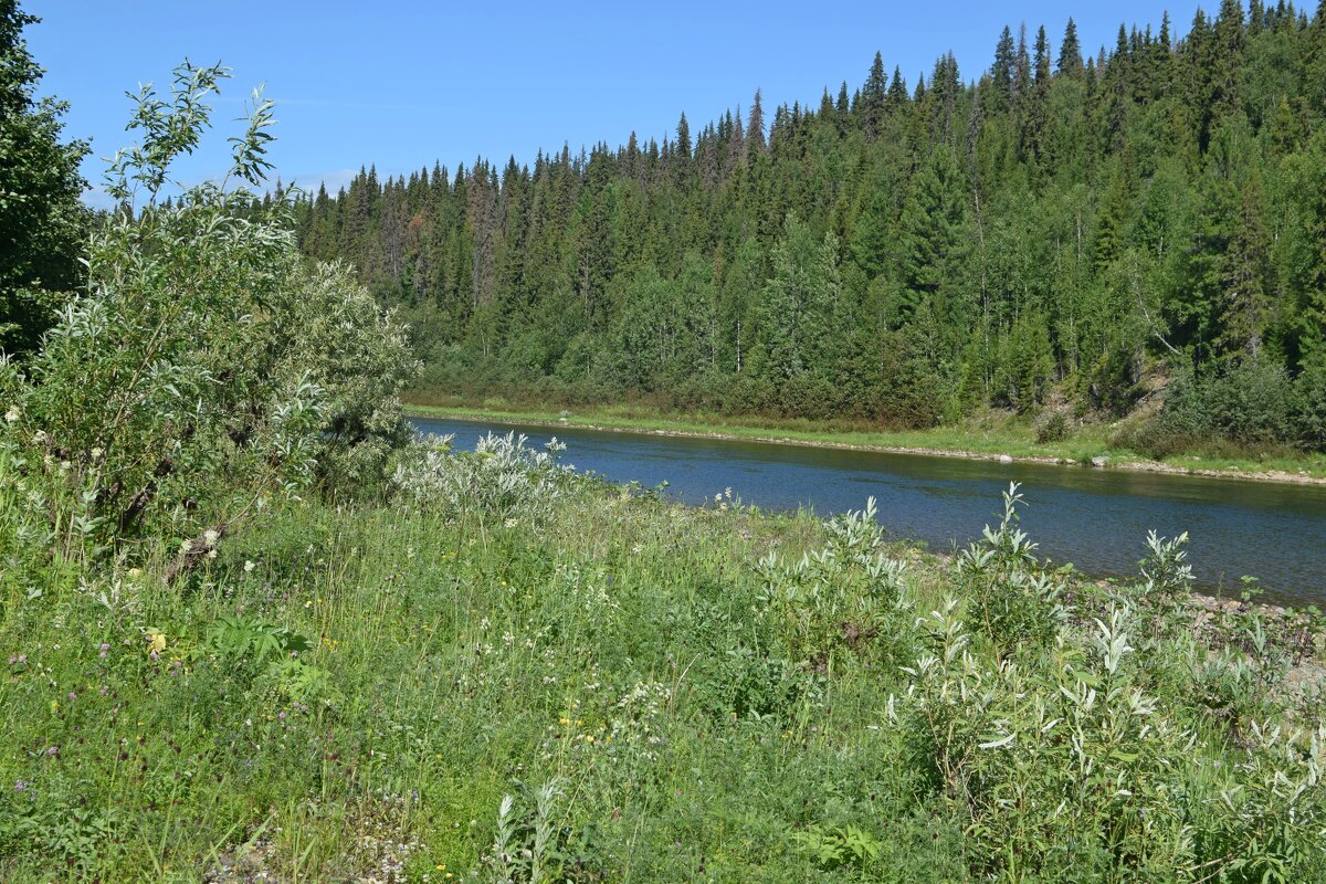Заросший берег. - ВикТор Быстров