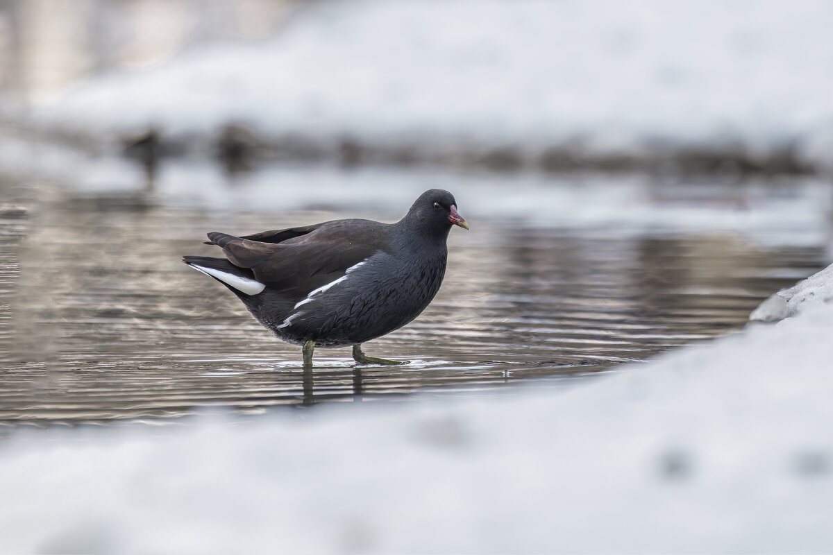 камышница - юрий макаров