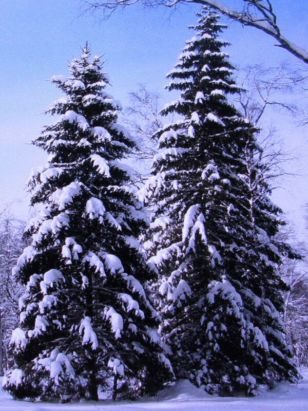 Красавицы - Людмила Смородинская Красавицы - Людмила Смородинская