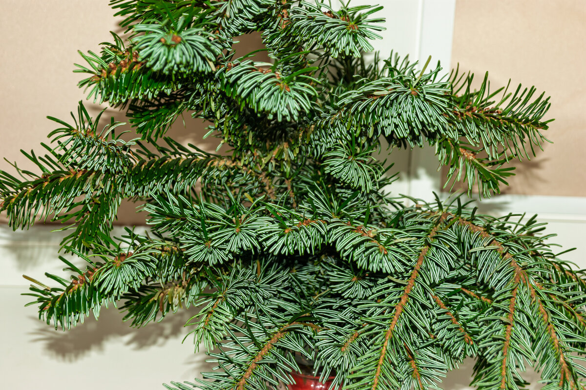 В место елки покупал вот такой еловый букет - Игорь Сикорский В место елки покупал вот такой еловый букет - Игорь Сикорский