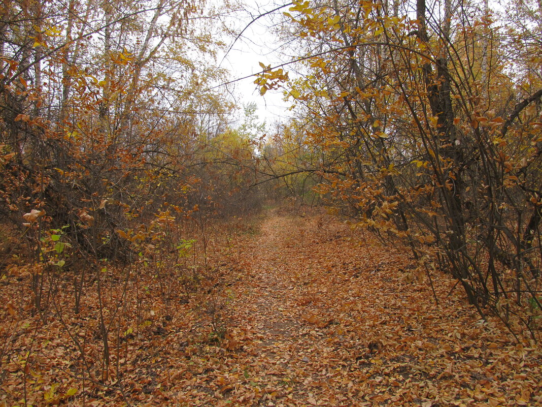 за городом - Елена Шаламова